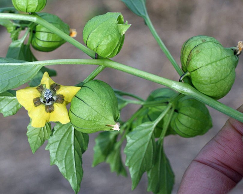 Mexikói sárga földicseresznye - tomatillo , Physalis philadelphica, padlizsán